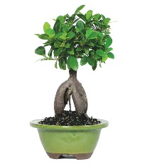 Bonsai saks iei  Ankara iek siparii sitesi 