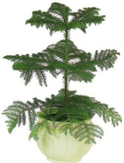 Araucaria Heterophylla i mekan saks  Ankara iek maazas , ieki adresleri 