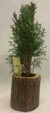 SINIRLI STOK Selvi Bonsai Doal ktkte  Ankara nternetten iek siparii 