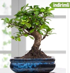 Bonsai japon aac  Ankara iek sat 