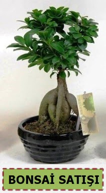 Bonsai japon aac ginseng bonsai  Ankara iek maazas , ieki adresleri 