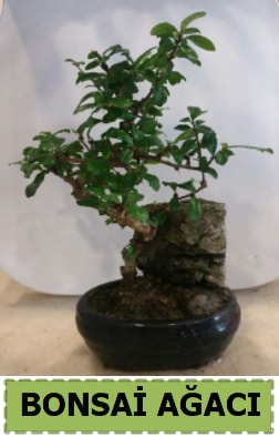 Bonsai aac japon aac sat  Ankara hediye iek yolla 