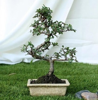 Fashionable Ulmus S Shape Bonsai thal  Ankara yurtii ve yurtd iek siparii 