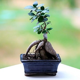 Marvellous Ficus Microcarpa ginseng bonsai  Ankara iek siparii vermek 