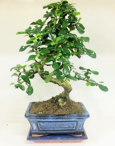 S Bonsai japon aac bitkisi  Ankara uluslararas iek gnderme 