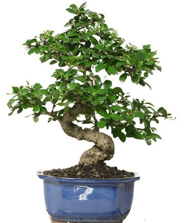 21 ile 25 cm aras zel S bonsai japon aac  Ankara ieki telefonlar 