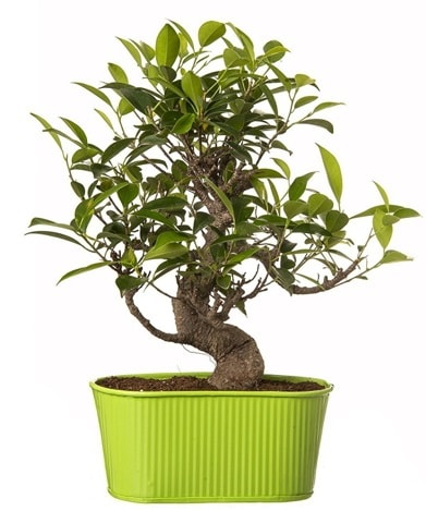 Ficus S gvdeli muhteem bonsai  Ankara iek siparii sitesi 