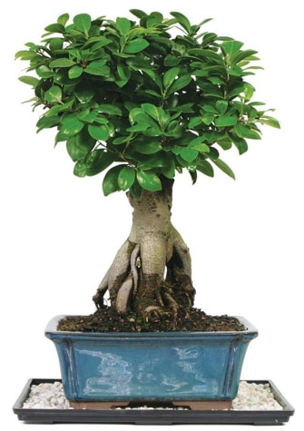 Bonsai Ginsing Grafted Ficus Bonsai  Ankara iek yolla 